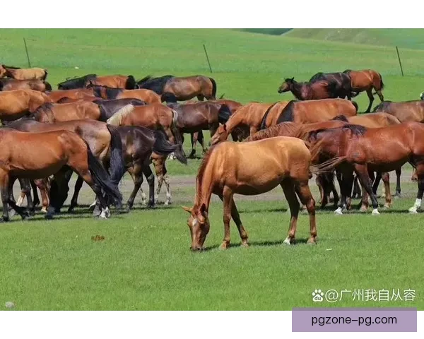 精彩瞬间！定位球的绝妙飞行轨迹，令人陶醉的足球魅力展现